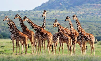 Кенийские общины и охрана дикой природы 8-дневный тур из Найроби